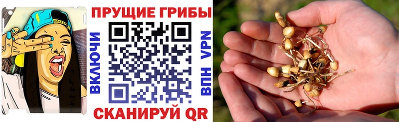 наркошоп  Лесной  мориарти состав  Галлюциногенные грибы Psilocybe 